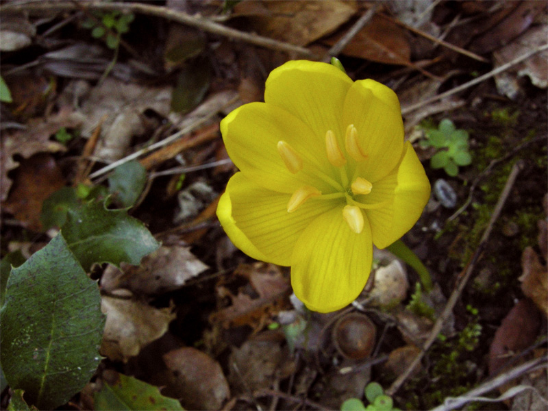 Sternbergia lutea / Zafferanastro giallo